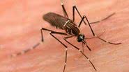 Imagem Casos de dengue sobem para 13,7 mil em São Paulo