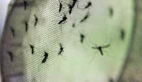 Imagem Campinas pede ajuda à Força Nacional para combater a dengue