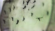 Imagem Campinas pede ajuda à Força Nacional para combater a dengue