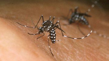 Imagem Bahia inicia plano de contingência da febre chikungunya