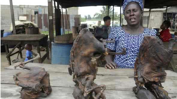 Imagem Consumo de carne de morcego pode ter disseminado o ebola