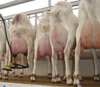 Imagem Cabras e ovelhas de leite para minimizar a seca