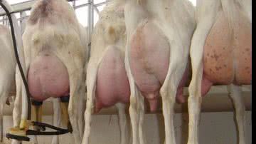 Imagem Cabras e ovelhas de leite para minimizar a seca