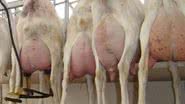 Imagem Cabras e ovelhas de leite para minimizar a seca