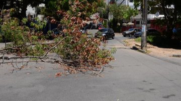 Imagem Árvore caída na Pituba complica o trânsito
