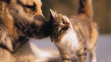 Imagem Entre cães e gatos: segunda fase da campanha antirrábica já começou