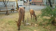 Imagem Fotos: leitor flagra cavalos passeando em praça da Pituba