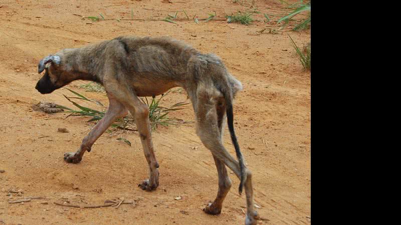 Imagem Maldade: cachorro quase é enterrado vivo pelo próprio dono