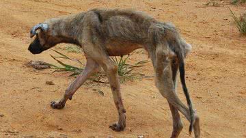 Imagem Maldade: cachorro quase é enterrado vivo pelo próprio dono