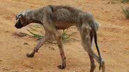 Imagem Maldade: cachorro quase é enterrado vivo pelo próprio dono