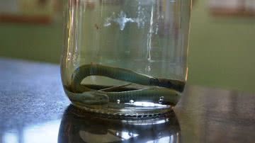 Imagem Cobra é encontrada em posto de Itabuna e prefeito desdenha: "é minhoca&quot