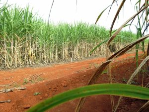 Imagem Expansão da agricultura no Brasil estimula conflitos por terra, diz Oxfam