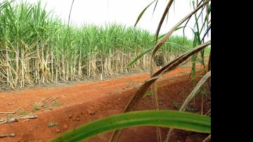 Imagem Expansão da agricultura no Brasil estimula conflitos por terra, diz Oxfam