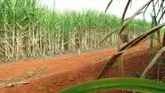 Imagem Expansão da agricultura no Brasil estimula conflitos por terra, diz Oxfam