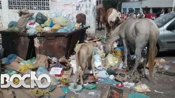 Imagem Nordeste de Amaralina: animais misturados ao lixo revelam descaso em feira