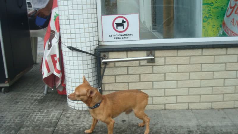 Imagem Gerente de delicatessen  na Pituba cria estacionamento para cães 