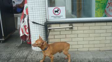 Imagem Gerente de delicatessen  na Pituba cria estacionamento para cães 