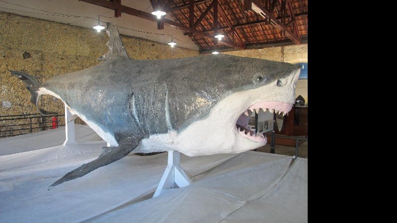 Imagem Tubarão branco gigante chama atenção em museu de São Paulo