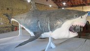 Imagem Tubarão branco gigante chama atenção em museu de São Paulo
