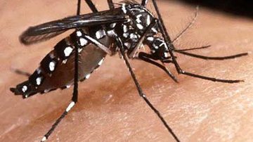 Imagem Surto de dengue pode atingir 77 cidades brasileiras