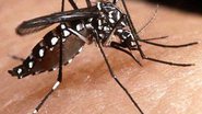 Imagem Surto de dengue pode atingir 77 cidades brasileiras