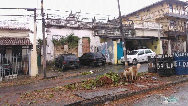 Imagem Árvore cai e fica atravessada no meio da pista na Cidade Nova