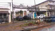 Imagem Árvore cai e fica atravessada no meio da pista na Cidade Nova