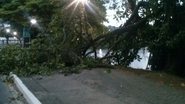 Imagem Sucop faz poda de árvore cujo galho caiu esta manhã