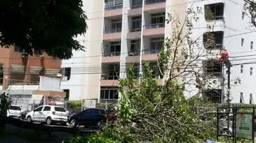 Imagem Árvore cai e atrapalha trânsito na avenida Paulo VI