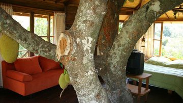 Imagem Empresário cria casa na árvore no Vale do Capão. Veja fotos