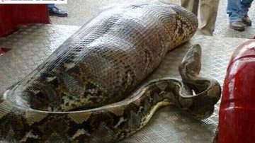 Imagem Foto de cobra engolindo homem bêbado viraliza na internet