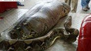 Imagem Foto de cobra engolindo homem bêbado viraliza na internet