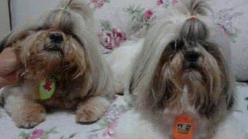 Imagem Homem armado aborda idoso e leva dois cachorros no Caminho das Árvores