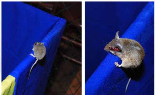 Imagem Rato invade festa no Game Station do Salvador Shopping  