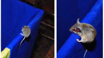Imagem Rato invade festa no Game Station do Salvador Shopping  