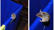 Imagem Rato invade festa no Game Station do Salvador Shopping  