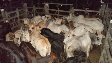 Imagem Índio tenta roubar gado avaliado em R$ 40 mil de fazenda