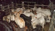 Imagem Índio tenta roubar gado avaliado em R$ 40 mil de fazenda
