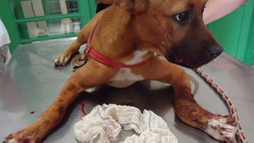 Imagem Cachorra é espancada pelo dono por causa de um celular