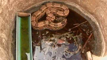 Imagem Moradores encontram jiboia de 2,4 metros em Feira de Santana