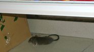 Imagem Cliente encontra rato em filial das Lojas Americanas