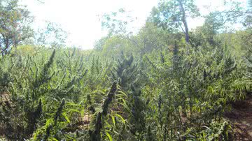 Imagem Polícia queima três mil pés de maconha em Curaça