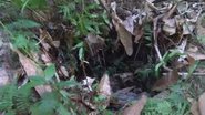 Imagem Jovem é encontrado morto em matagal em Eunápolis