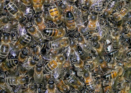 Imagem  Polícia ambiental leva 40 dias para remover abelhas