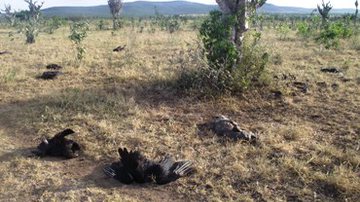 Imagem Barrocas: Moradores denunciam envenenamento de animais 