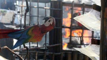 Imagem Pizzaria e Tapiocaria Coco Bahia é atingida por incêndio