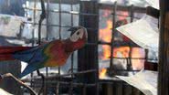 Imagem Pizzaria e Tapiocaria Coco Bahia é atingida por incêndio