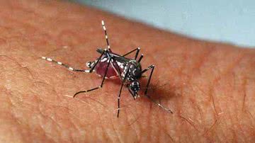 Imagem Jovem morre com suspeita de dengue hemorrágica em Feira