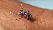 Imagem Jovem morre com suspeita de dengue hemorrágica em Feira