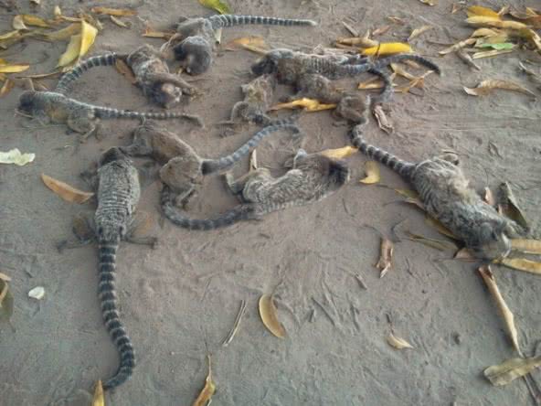 Imagem Micos são encontrados mortos em chácara no interior da BA